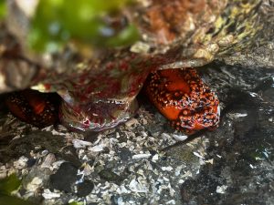 Image of brick red sea cucumber, closed, emerging from under grey and green rocks.