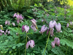 small, delicate pink flowers with green, fern-like background.