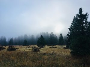 Foggy day in a clearing surrounded by evergreen trees